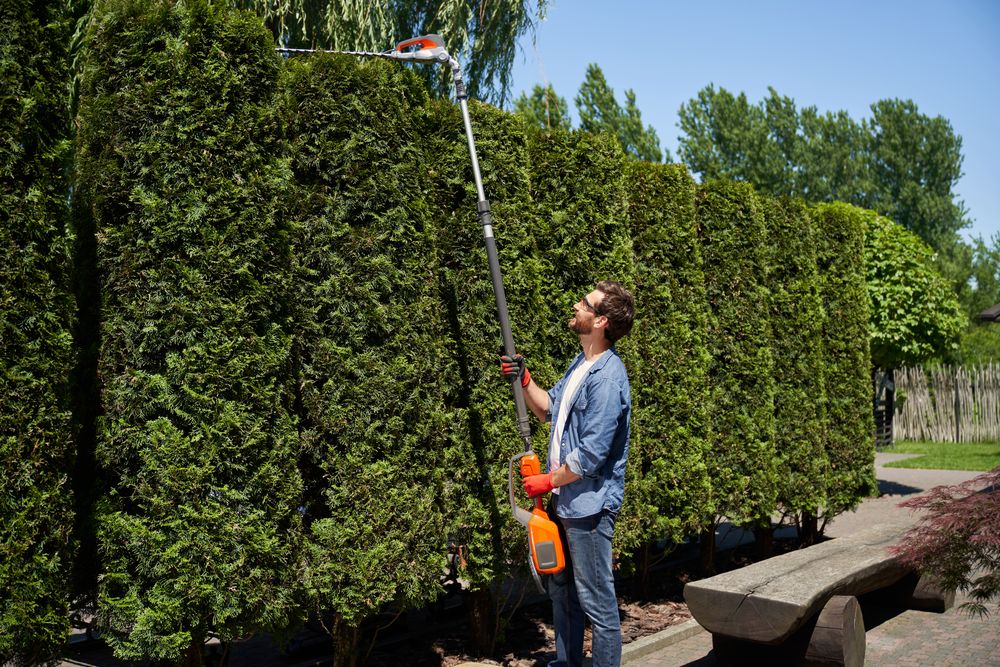 Hedge Trimming Pruning Services Explained