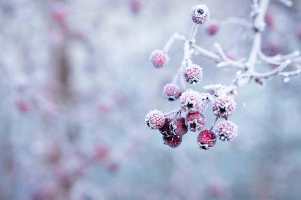 From Snowflakes to Sun: A Tour of Winter Stories Around the World