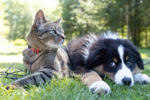 How did the phrase 'it's raining cats and dogs' originate?