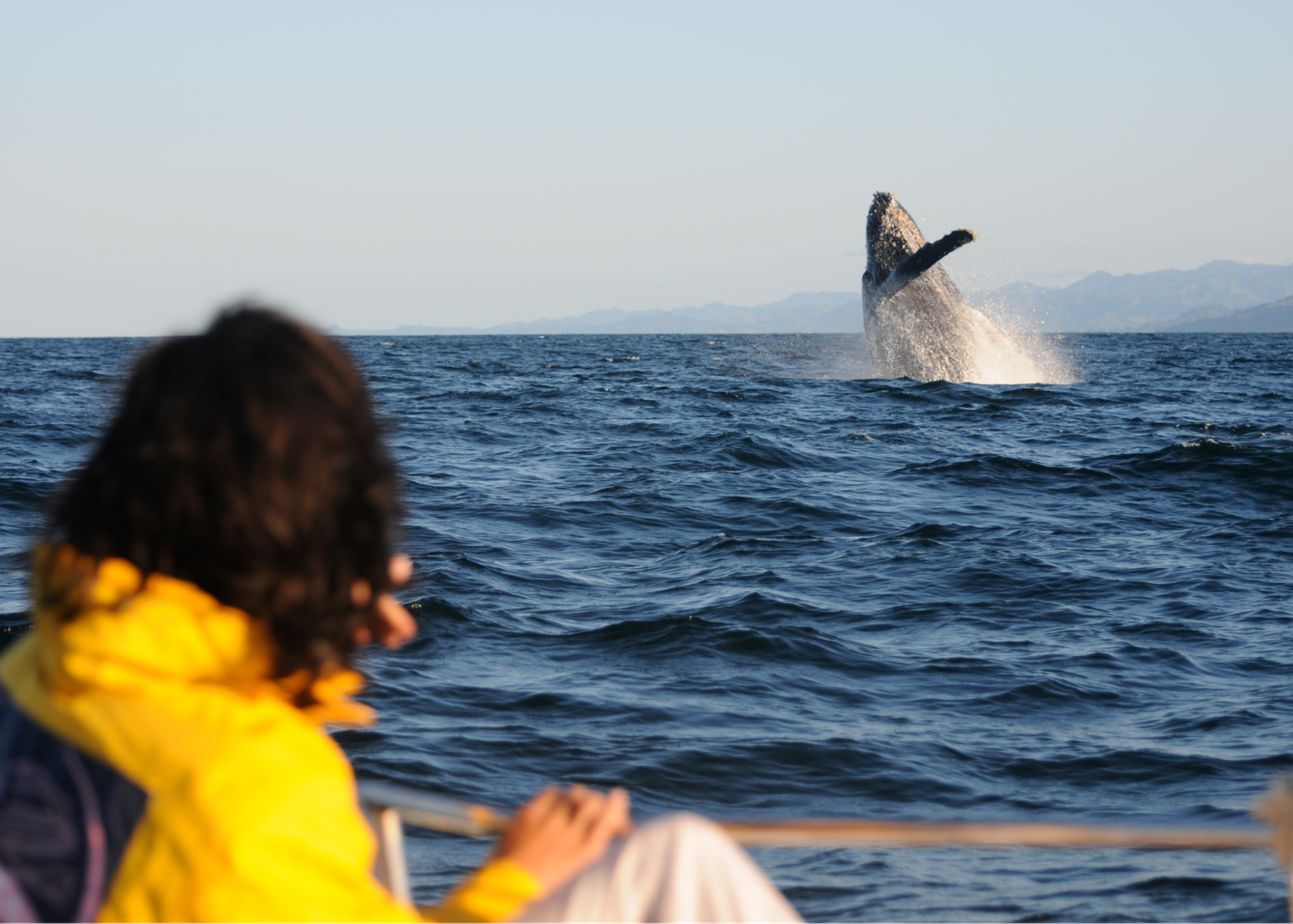 Whale Watching