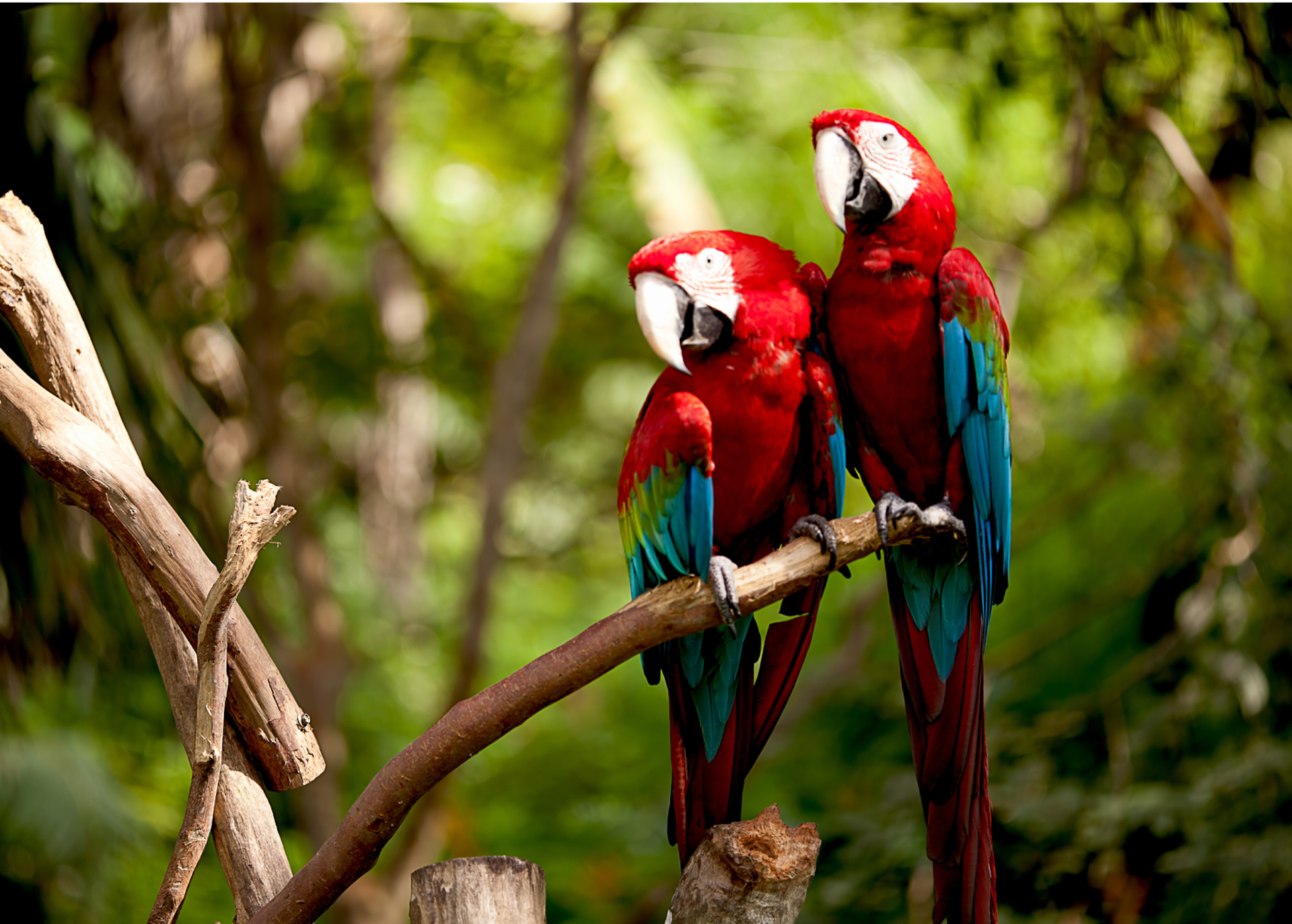 Can Macaws