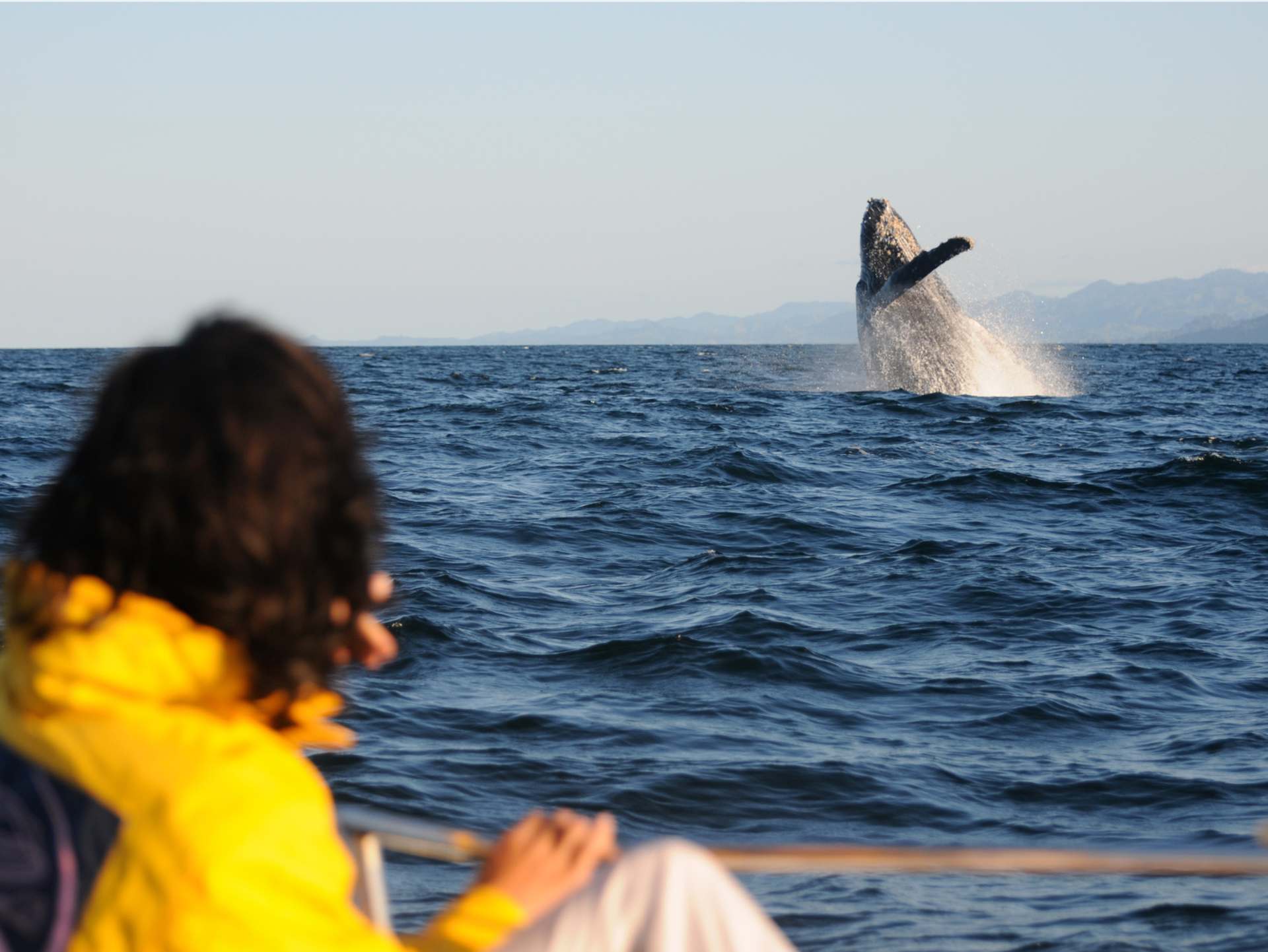 Whale Watching