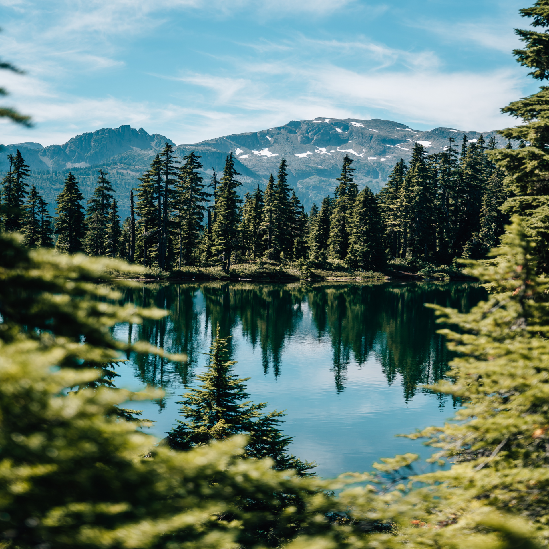 Lake Trees