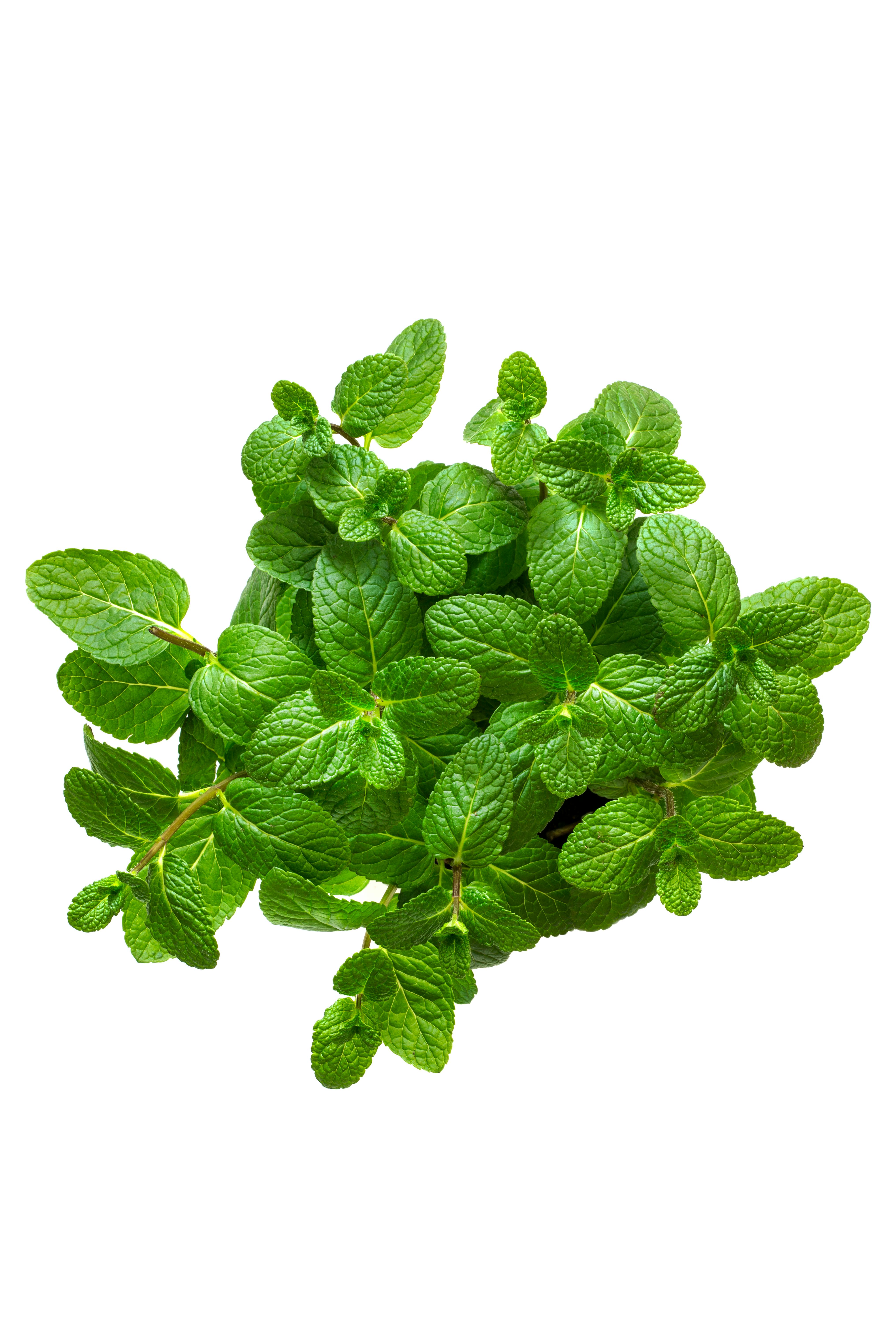 Frische grüne Minzblätter, die sich auf einem weißen Hintergrund gruppieren.