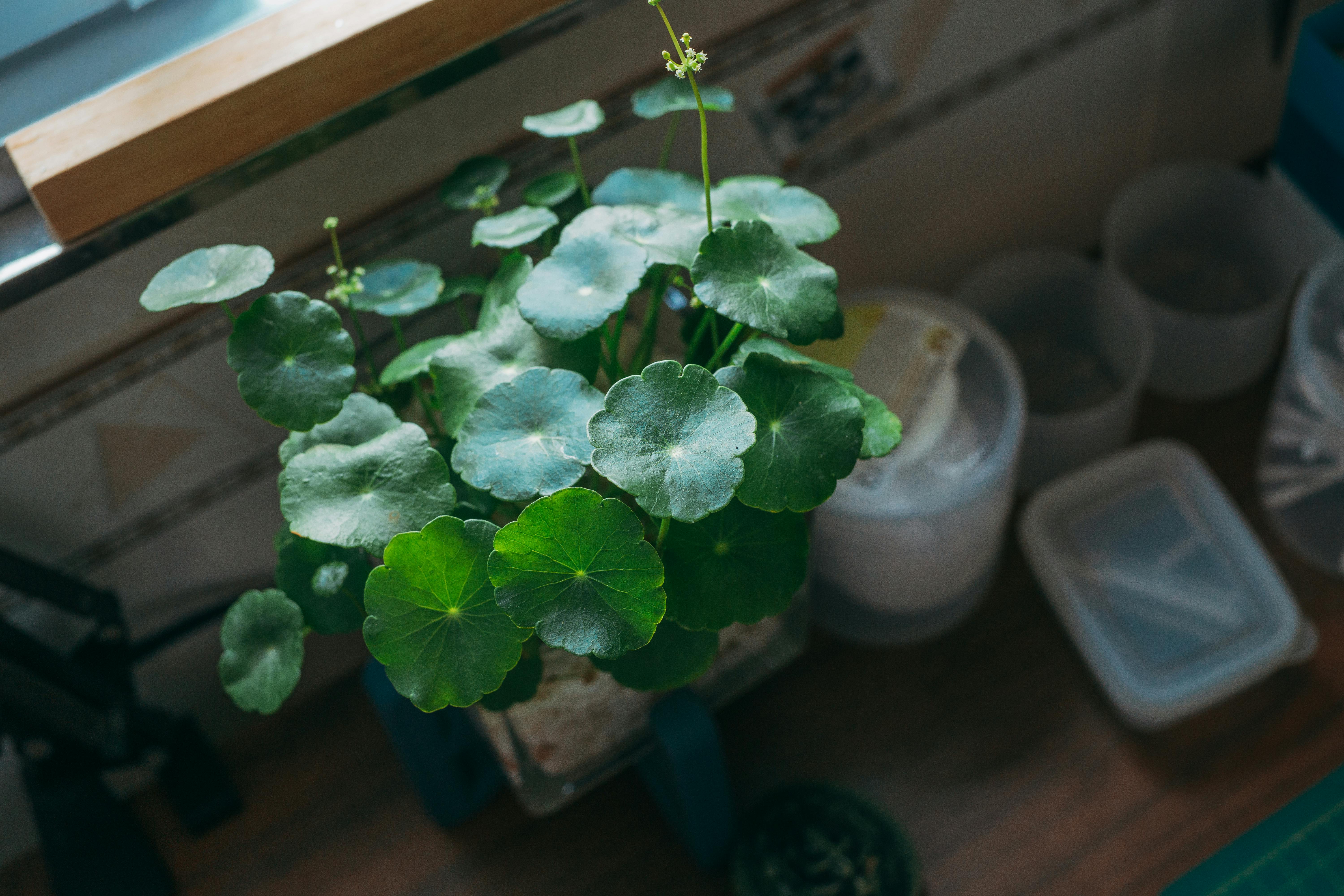 Centella asiatica wächst in einem Topf zu Hause, verwendet für die Hautpflege