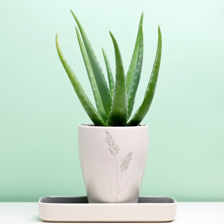 Aloe vera  wie wirkt die Pflanze bei meiner Akne?