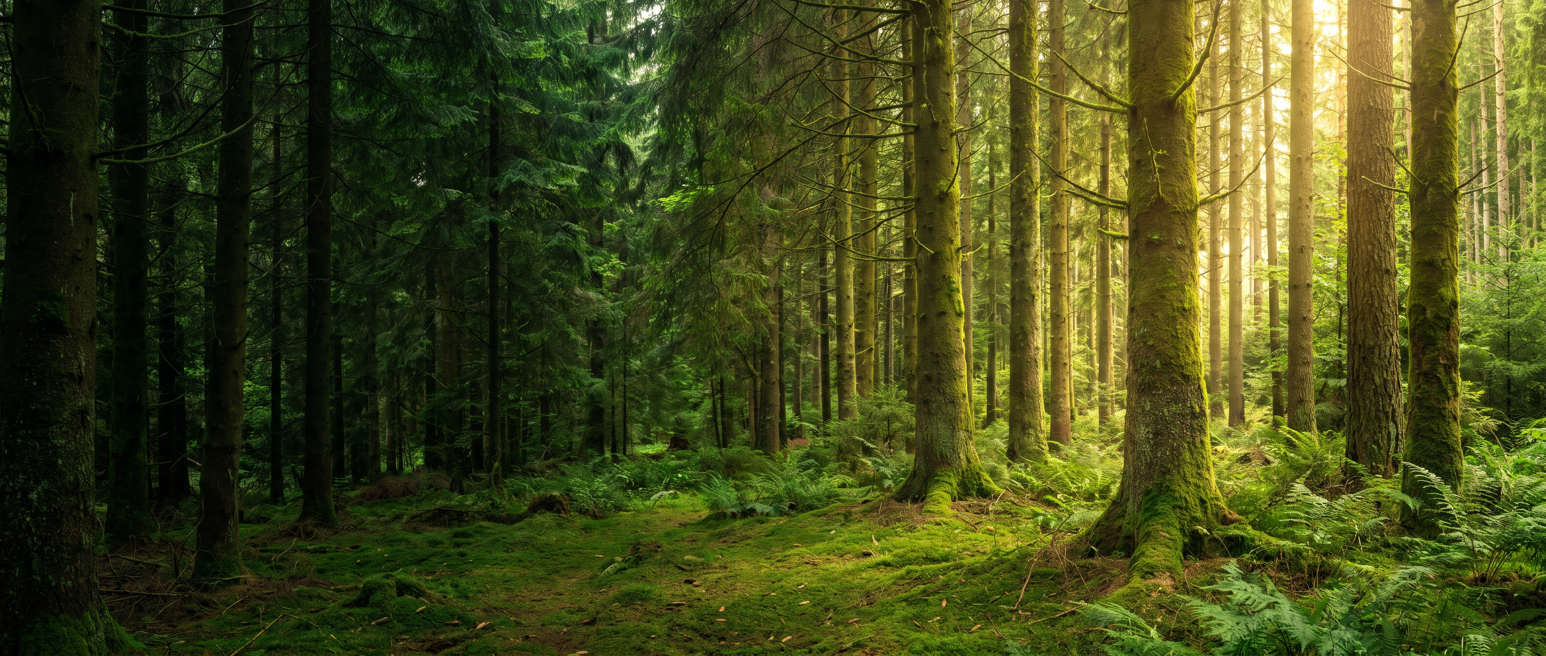 Wald im goldenen Morgenlicht