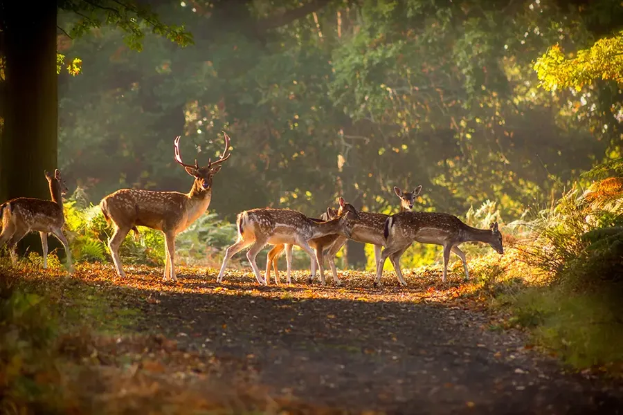 deer in Richmond park west London