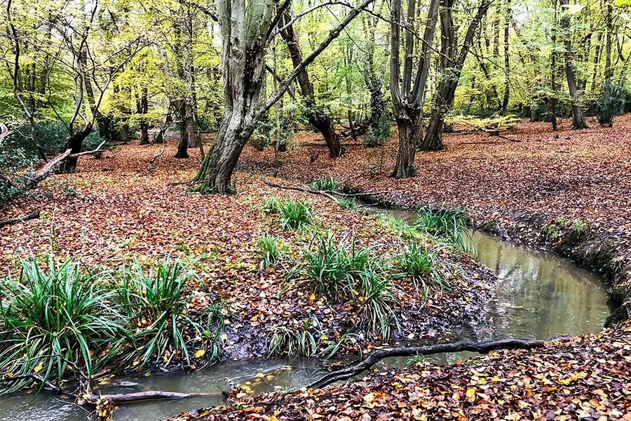 Epping forest, Chingford London, England UK