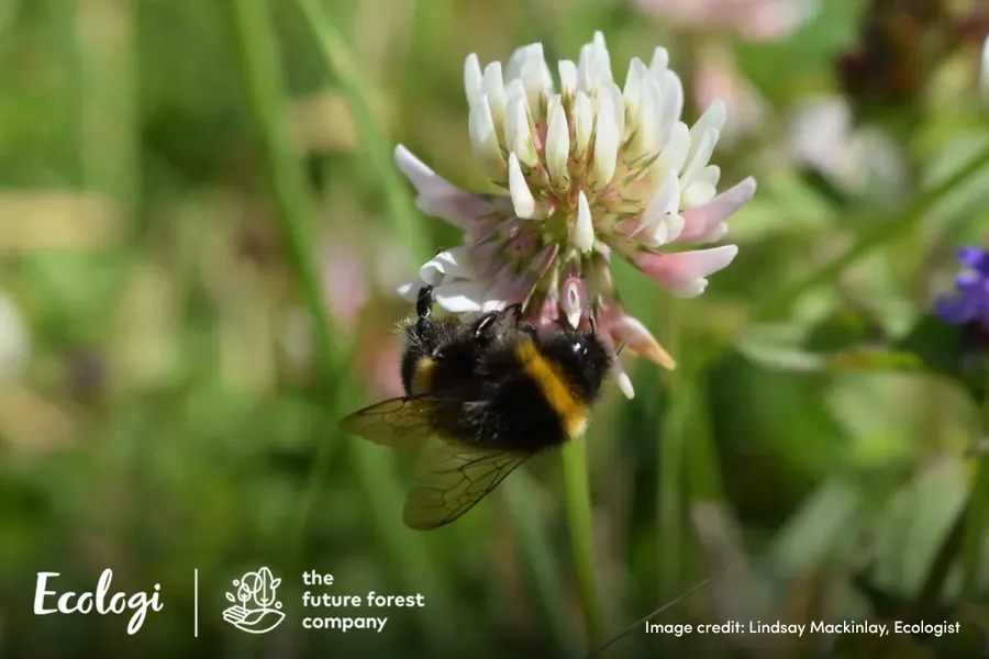 a bumblebee hanging upside down on a flower in a meadow which is blurred behind with the Ecologi logo in the corner of the image