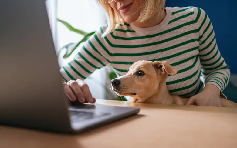 A person in a green and white striped shirt works on a laptop while holding a tan dog on their lap. The dog looks intently at the screen.