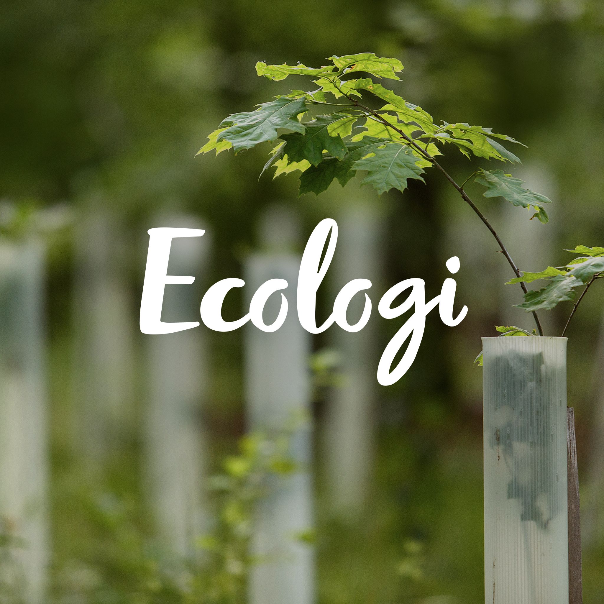 Young tree with green leaves in a protective tube, surrounded by greenery. The word "Ecologi" is written across the image in white cursive text.