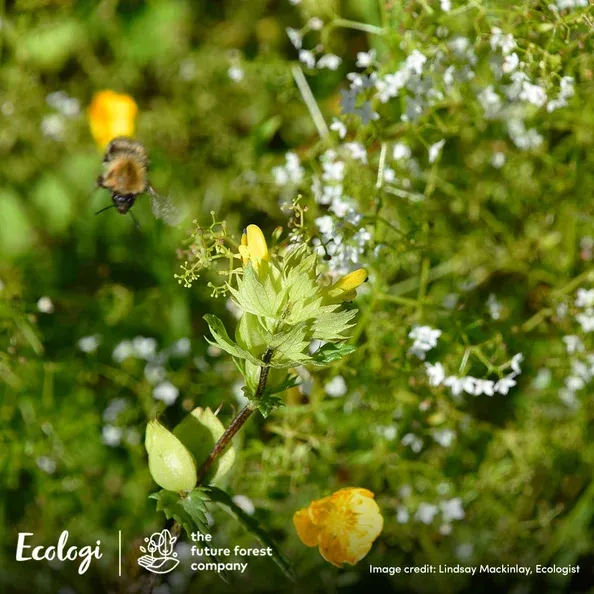 My Home Move Conveyancing are supporting reforestation, habitat restoration and more through Ecologi