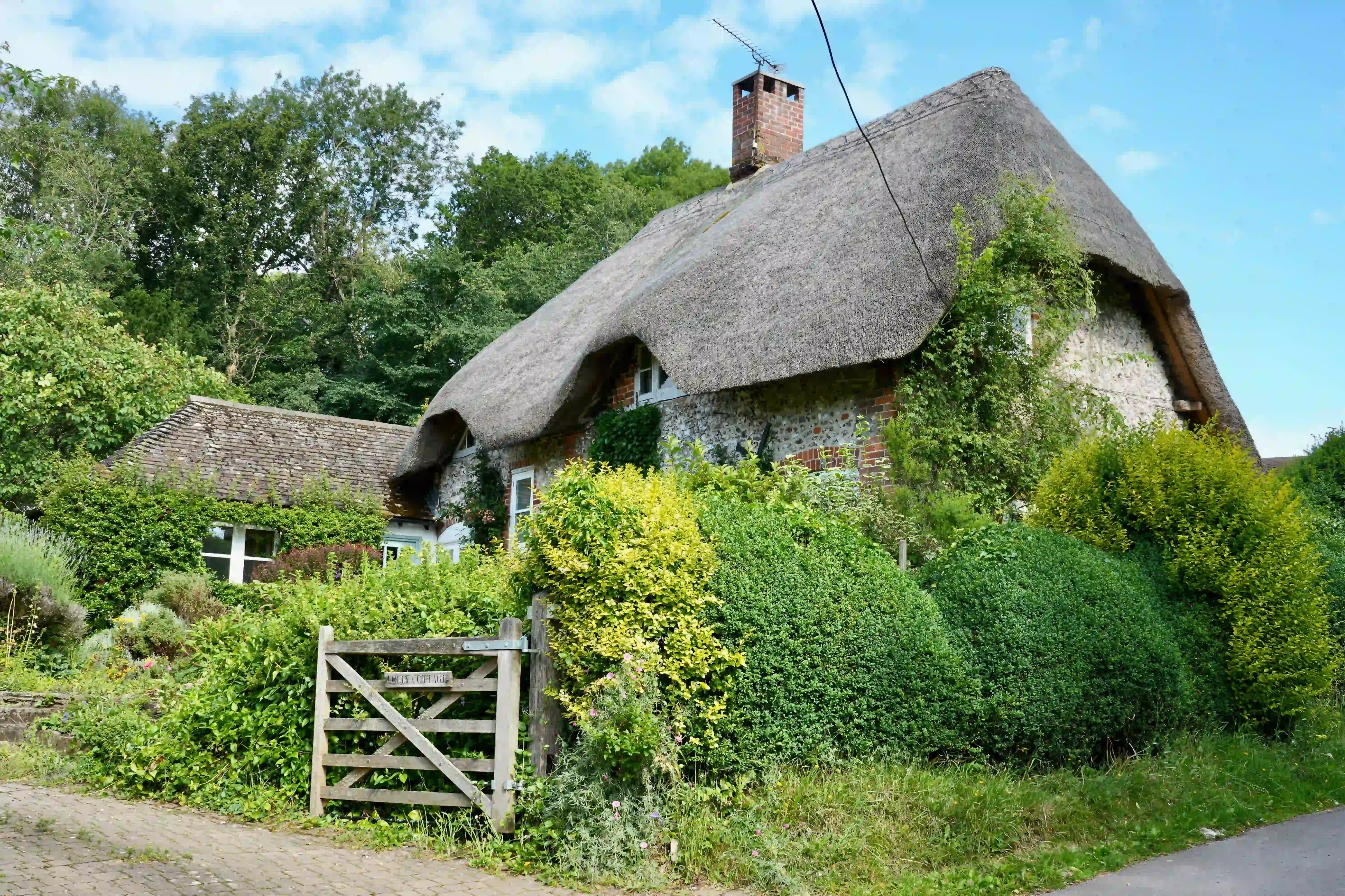 invasive Japanese knotweed growing in the garden of an picturesque english house