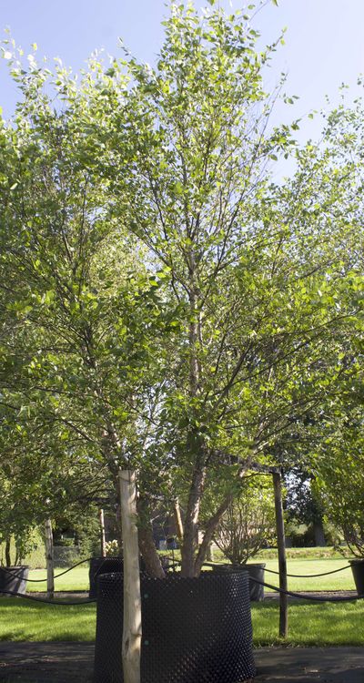 Betula Nigra - Uniekebomen.nl