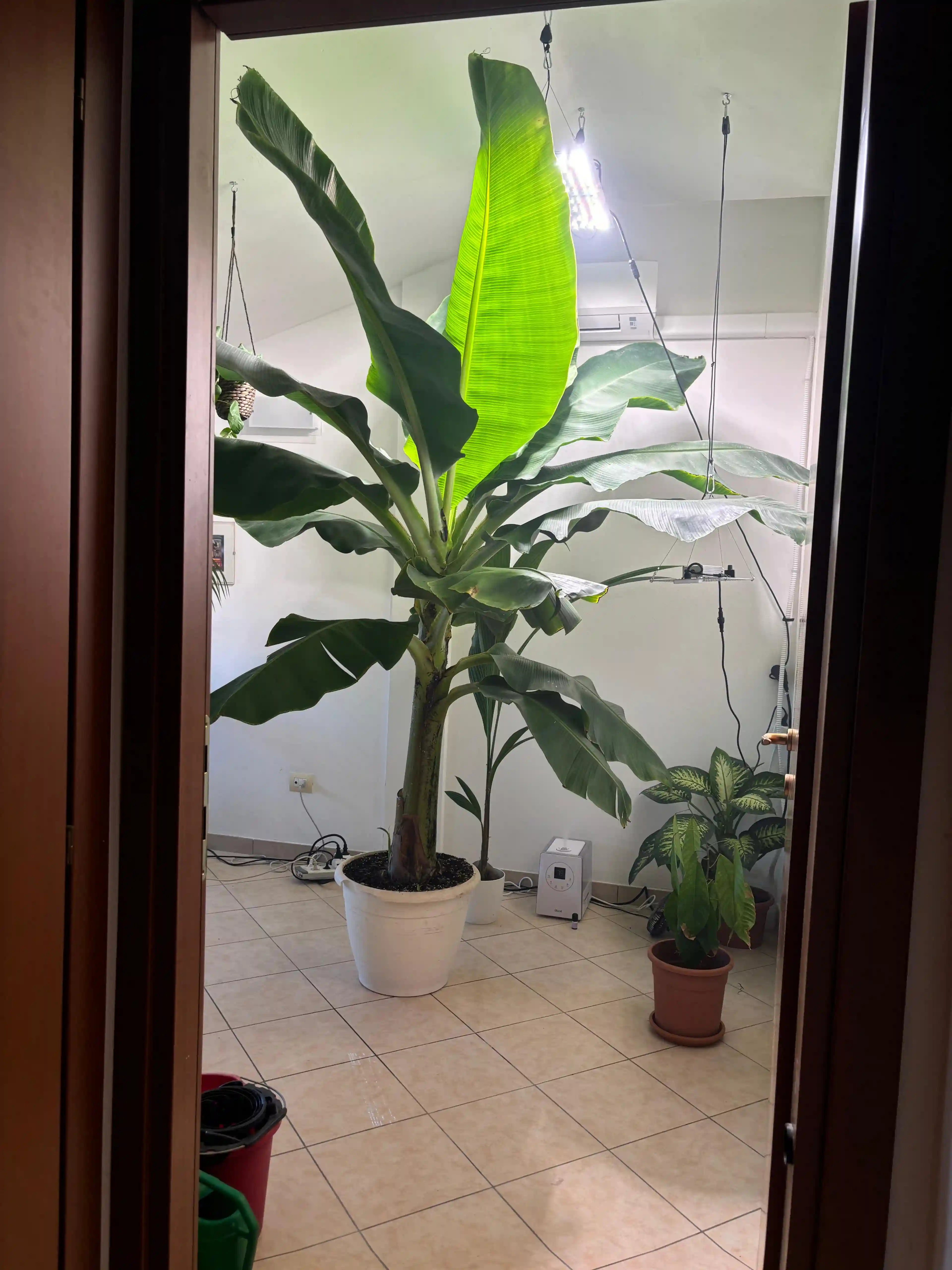 A large banana plant in a white pot is indoors on tiled flooring, surrounded by grow lights and a small potted plant.