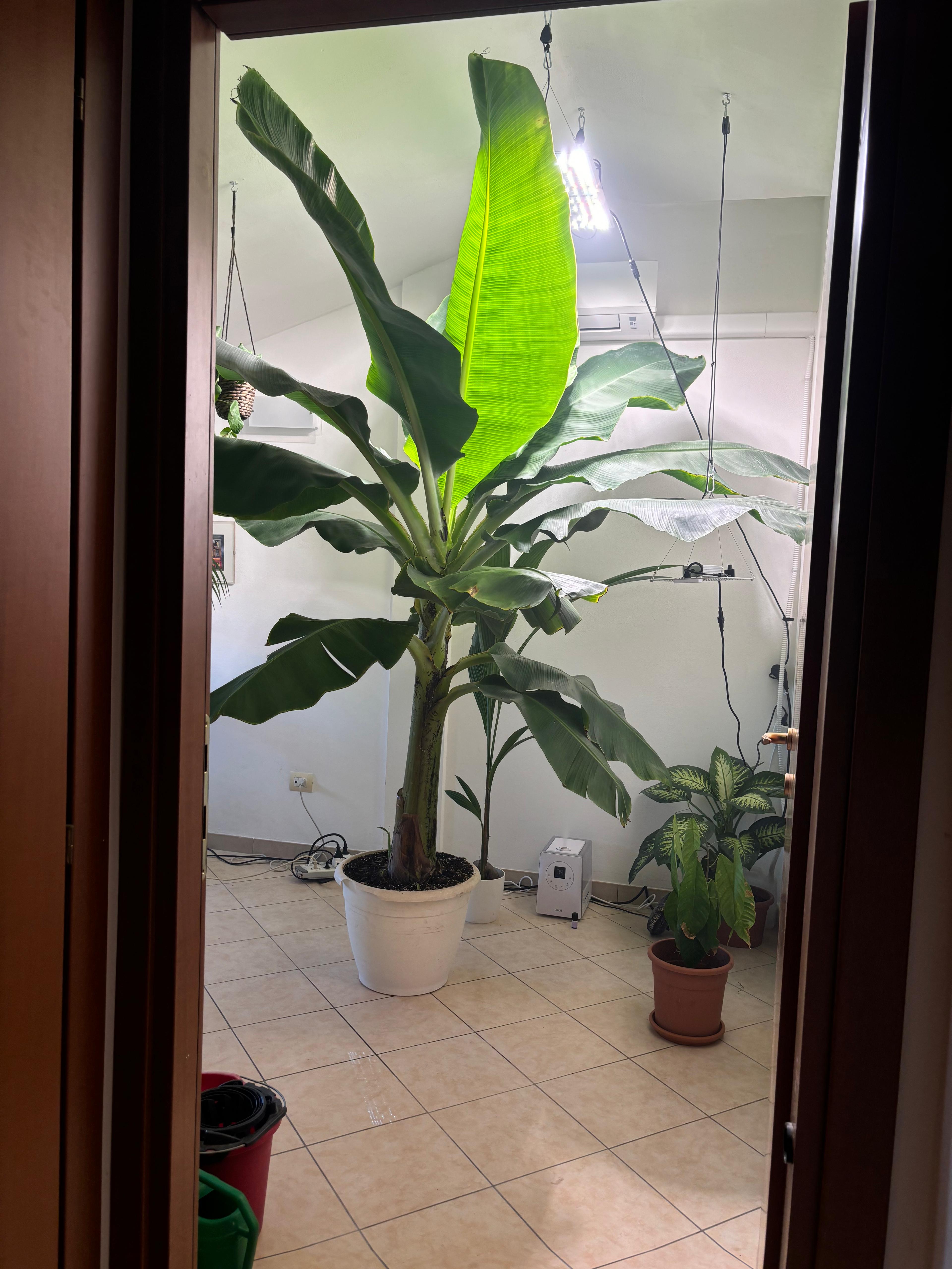 Indoor room with a large potted banana plant and other greenery on tiled floor, illuminated by overhead lights.