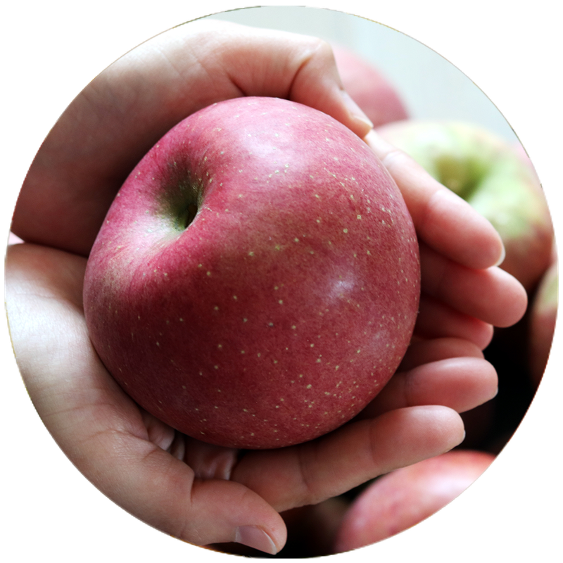Hands gently holding a large, ripe red apple with a smooth surface and small speckles, surrounded by other apples in the background