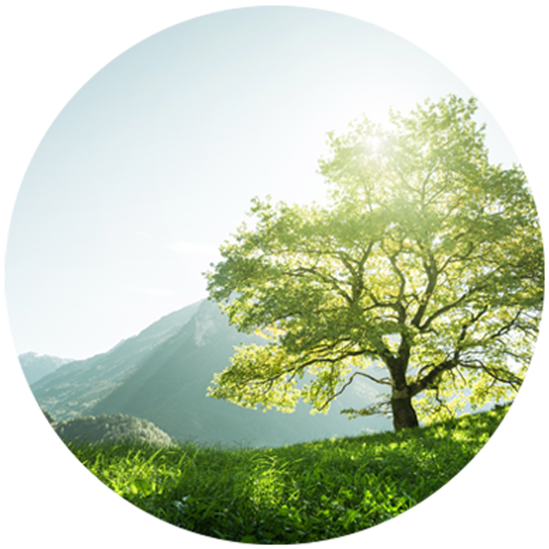 A solitary tree stands in a sunlit meadow, backed by distant mountains under a clear sky.
