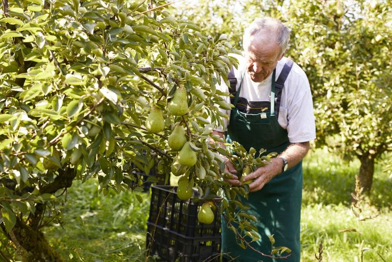 Older man in an orchard picking green pears from a tree, wearing a green apron and white shirt, with a black crate nearby.