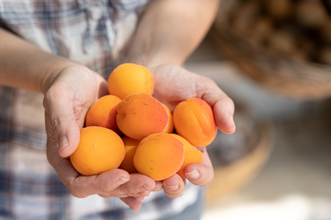 Hands holding a bunch of ripe apricots, with a blurred background of more fruit, creating a fresh and summery feel.