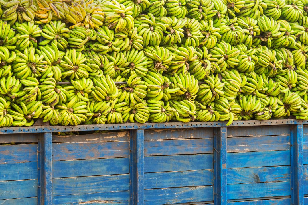 A large pile of green bananas stacked on a blue wooden truck bed, ready for transportation.