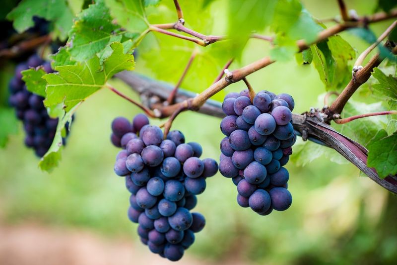 Clusters of ripe purple grapes hanging from a vine, surrounded by green leaves, in a vineyard setting.