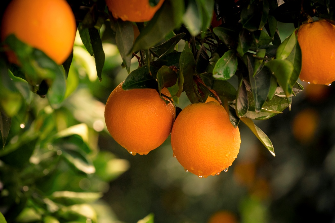 Ripe oranges hanging from a tree with lush green leaves, glistening with water droplets in soft sunlight.