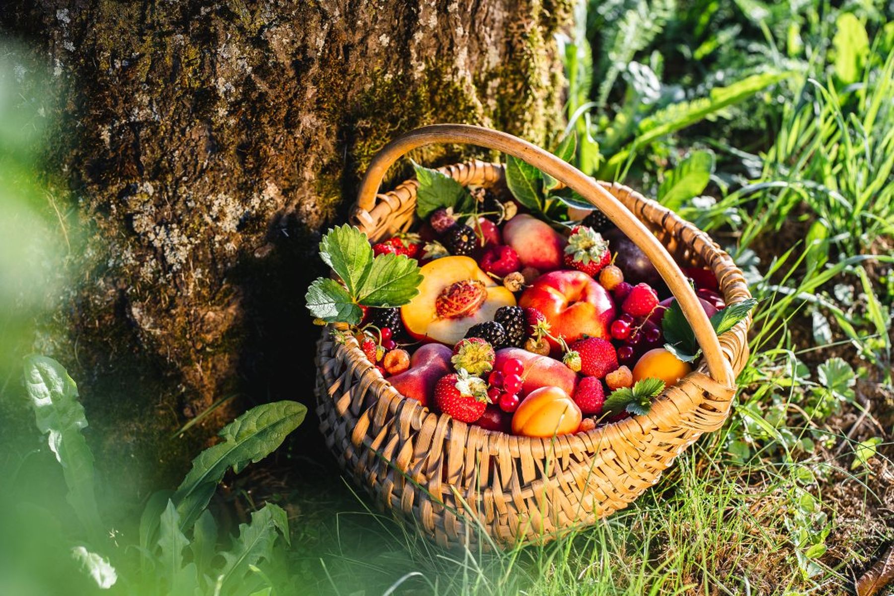 A wicker basket filled with peaches, strawberries, raspberries, blackberries, and apricots sits on grass beside a tree trunk.