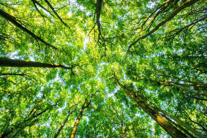 Upward view of a lush, green forest canopy with sunlight filtering through the leaves, creating a vibrant and serene atmosphere.