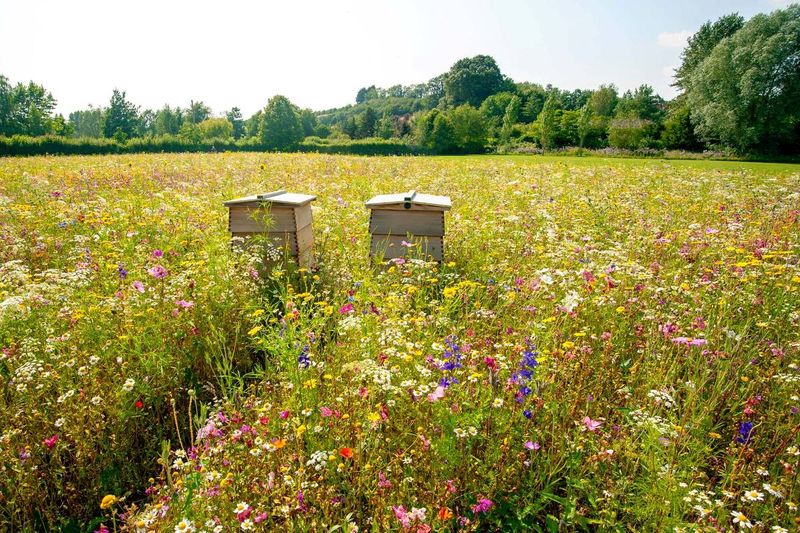 Two beehives in a vibrant wildflower meadow under a clear blue sky, surrounded by lush greenery and distant trees.
