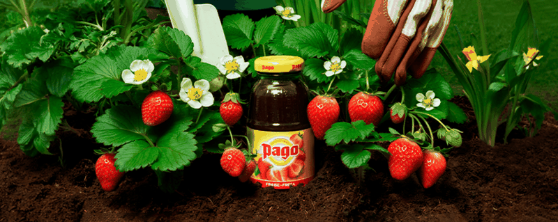 Bouteille de jus Pago entourée de fraises fraîches dans un jardin potager.”