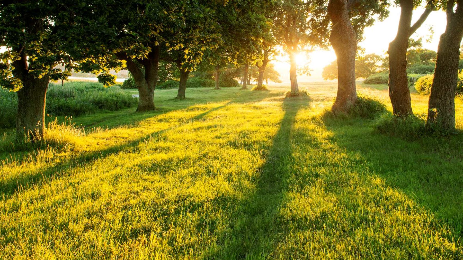 Sunlight filters through trees, casting long shadows on a grassy field in a peaceful, green landscape.