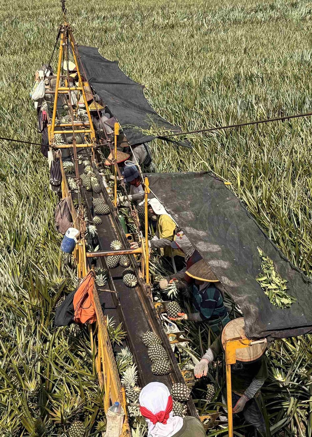 Workers harvesting pineapples using a conveyor belt system in a large green field under a sunny sky.