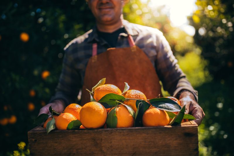 Man holding a wooden crate filled with ripe oranges and green leaves, wearing a brown apron in a sunlit orchard.