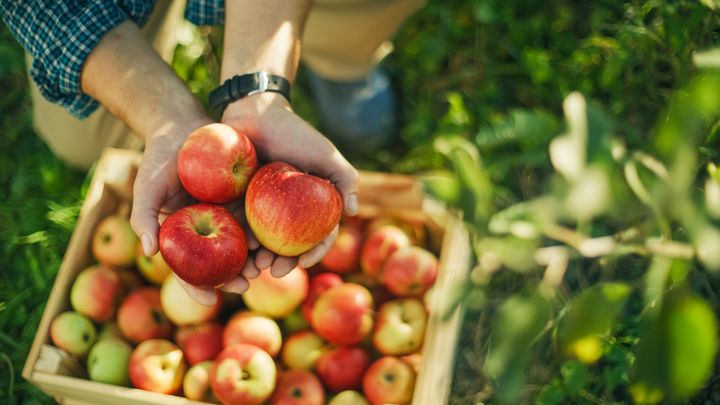 Person holding red apples over a wooden crate filled with more apples, surrounded by green grass and foliage.