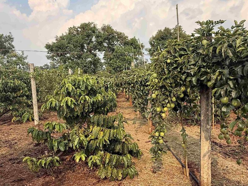 A lush passion fruit and coffee plantation with rows of green plants, some bearing round fruit. Trees and blue sky with clouds in the background.
