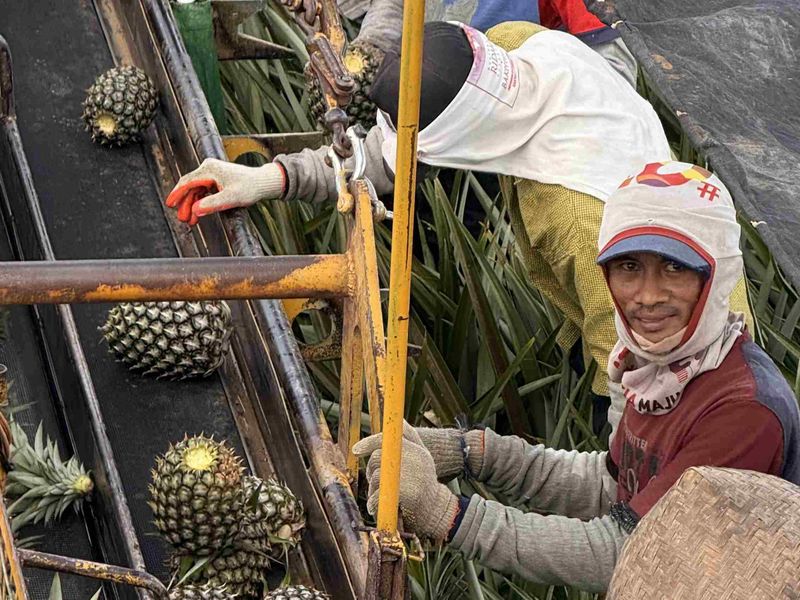 Workers harvest pineapples, wearing protective clothing and hats. Pineapples move on a conveyor belt, surrounded by greenery.