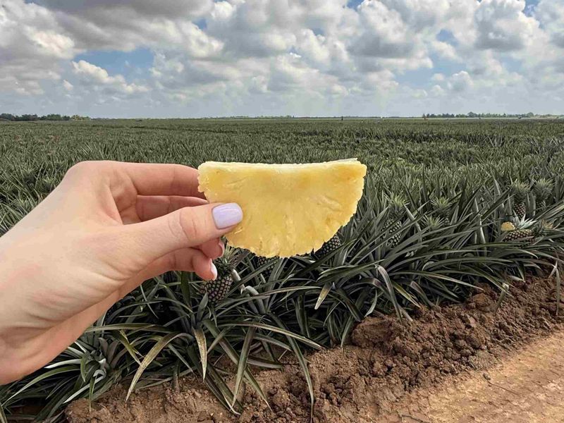 A hand holds a slice of pineapple in front of a large pineapple field under a partly cloudy sky.