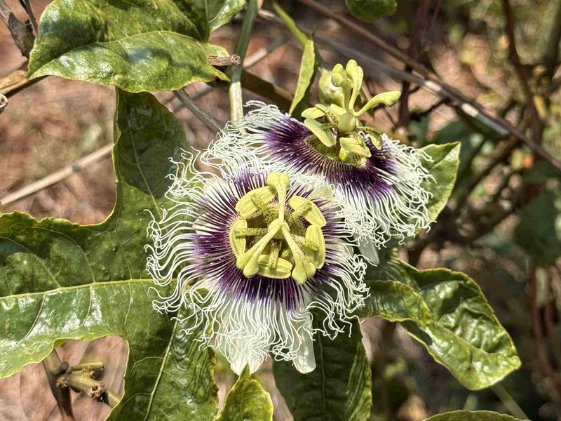 Passionflower with intricate, white filaments and a dark purple center surrounded by green leaves.