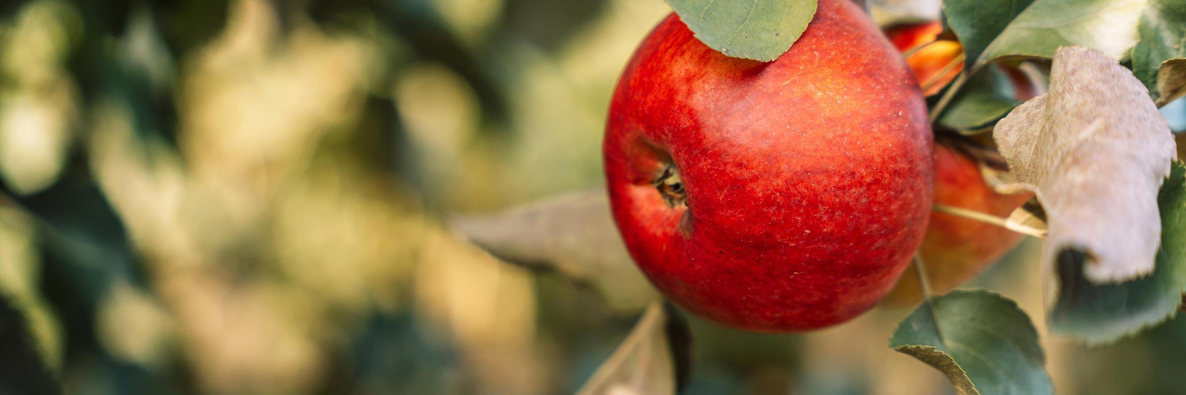Close-up of a ripe, red apple hanging from a tree branch with green leaves, bathed in warm, natural sunlight.