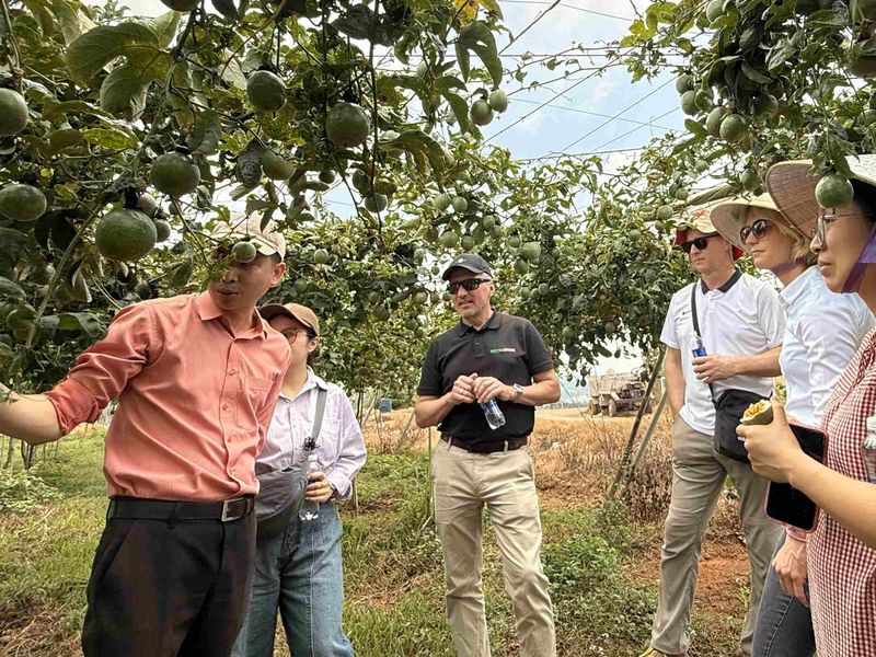 A group of people in a passion fruit orchard, one showing fruit on a vine. They wear casual clothing and hats, with trees and sky in the background.