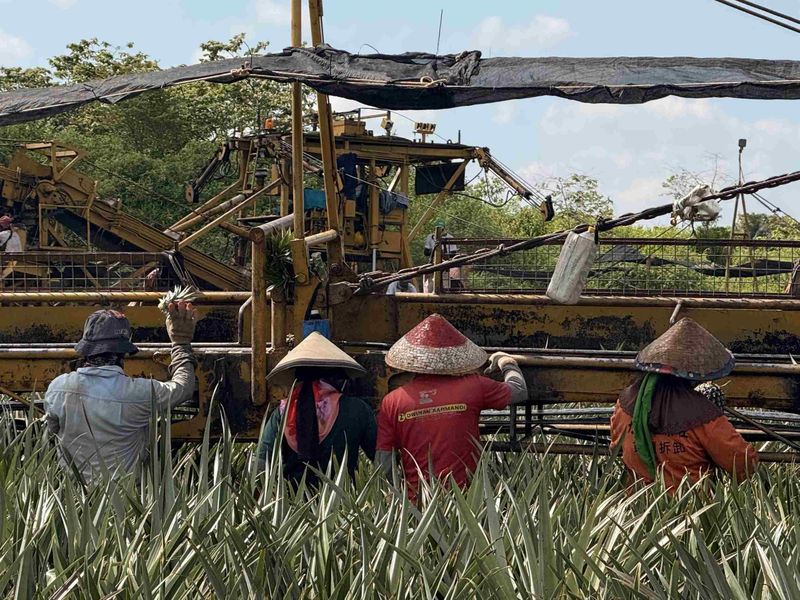 Workers in straw hats stand by an agricultural machine in a lush field, surrounded by tall plants, under a blue sky.