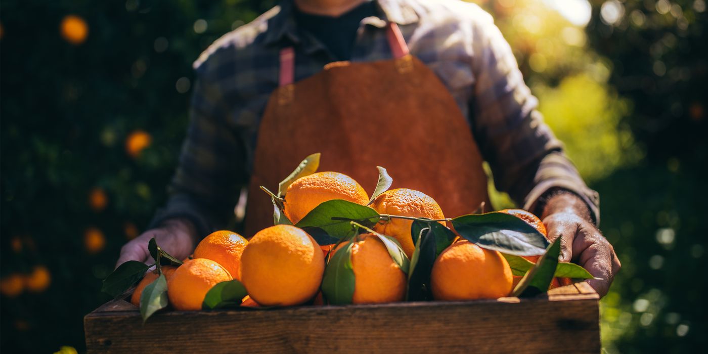 Orangenbild_Sustainability_V1