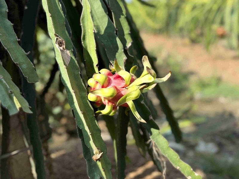 A dragon fruit plant with green stems and a pink and green budding fruit, in a sunlit garden background.