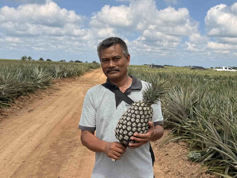 Man holding a pineapple stands on a dirt path in a large pineapple field under a partly cloudy sky.