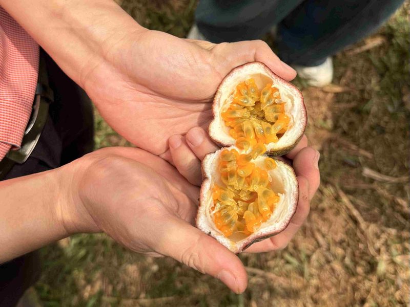 Hands holding a cut passion fruit, revealing its juicy yellow pulp and seeds inside, with a blurred grassy background.