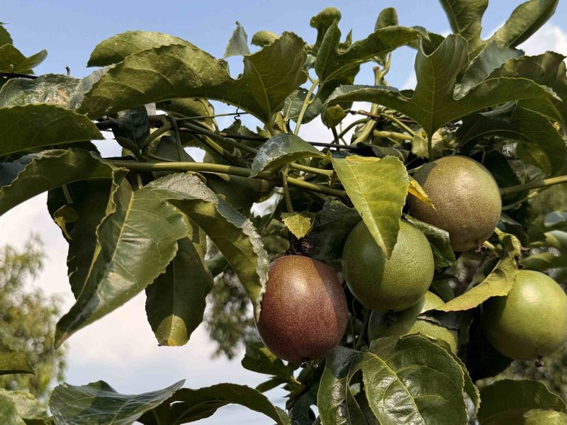 Passion fruit hanging on a vine with lush green leaves against a blue sky background.