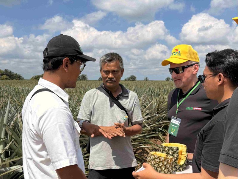 Four men stand in a pineapple field under a blue sky, conversing while holding sliced pineapples.