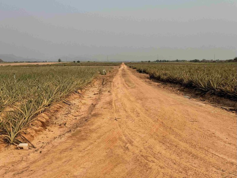 A dirt road stretches through pineapple fields under a hazy sky, extending towards the horizon.